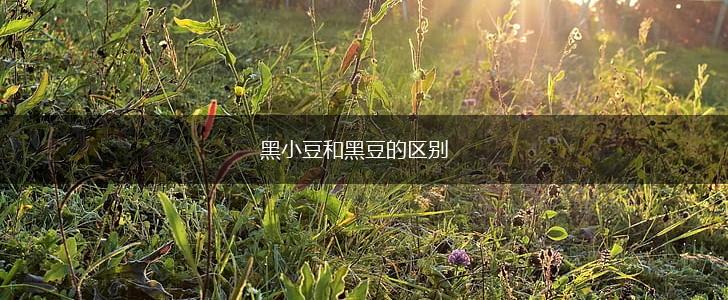 黑小豆和黑豆的区别,第1张