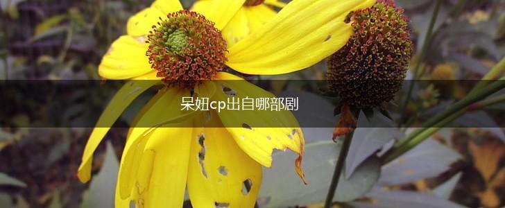 呆妞cp出自哪部剧,第1张