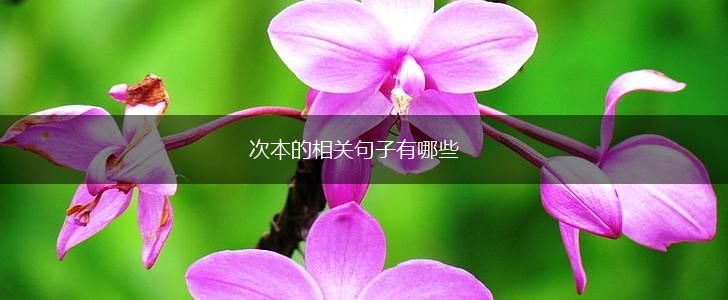 次本的相关句子有哪些,第1张