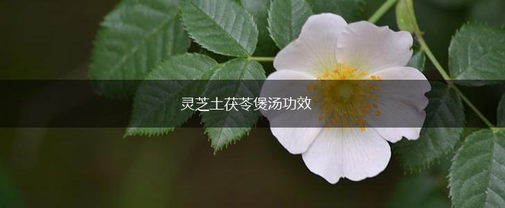 灵芝土茯苓煲汤功效,第1张
