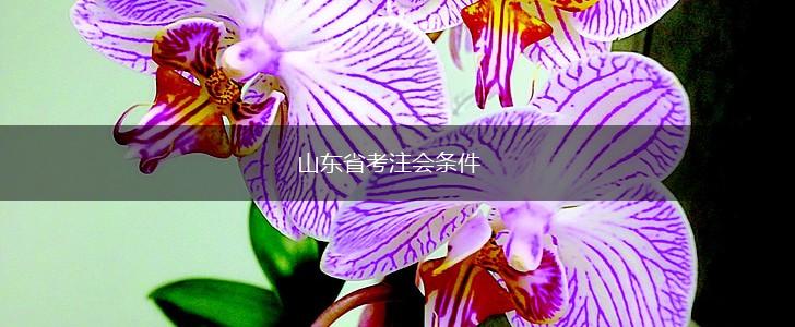山东省考注会条件,第1张