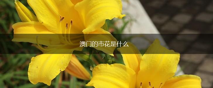 澳门的市花是什么,第1张