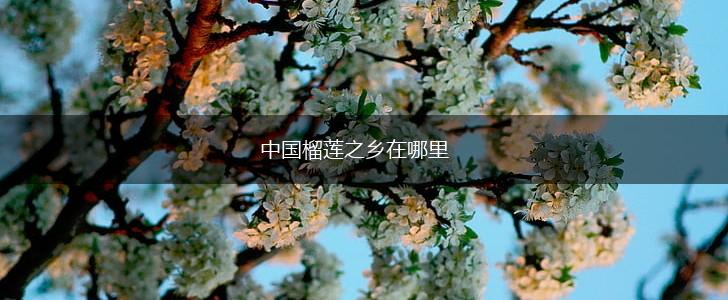 中国榴莲之乡在哪里,第1张