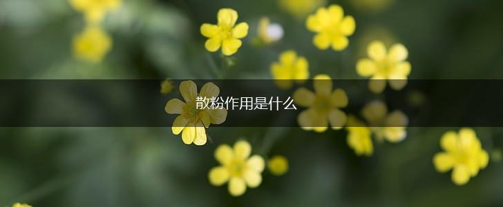 散粉作用是什么,第1张