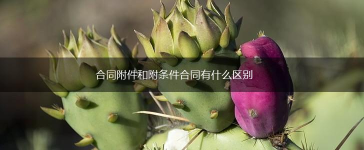 合同附件和附条件合同有什么区别,第1张