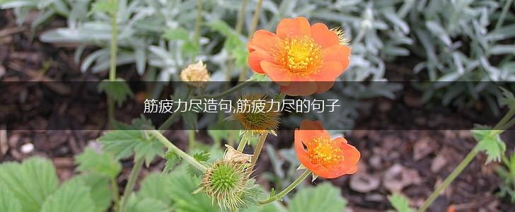 筋疲力尽造句,筋疲力尽的句子,第1张