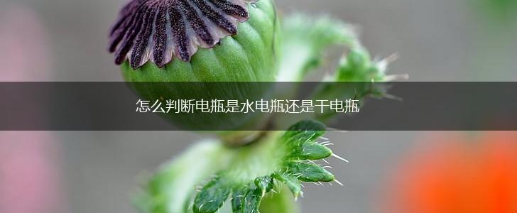 怎么判断电瓶是水电瓶还是干电瓶,第1张