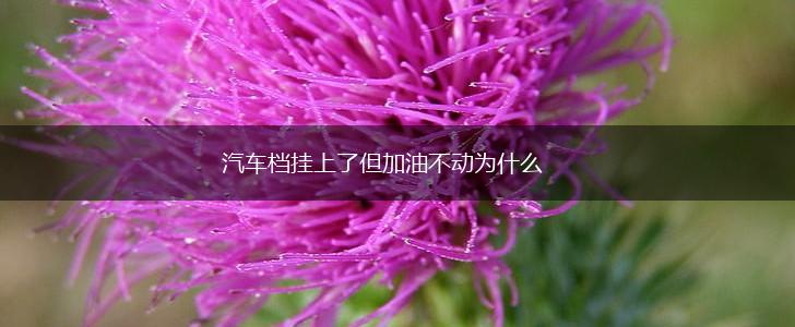 汽车档挂上了但加油不动为什么,第1张