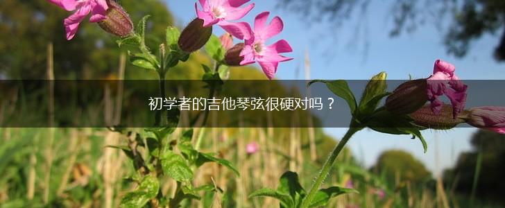 初学者的吉他琴弦很硬对吗?,第1张 初学者的吉他琴弦很硬对吗?,第1张