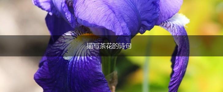 描写茶花的诗句,第1张