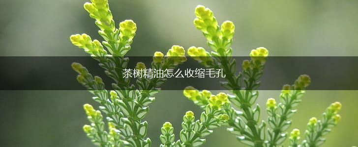 茶树精油怎么收缩毛孔,第1张