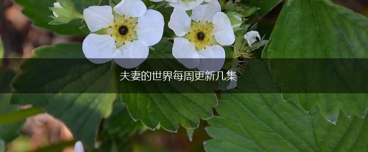 夫妻的世界每周更新几集,第1张