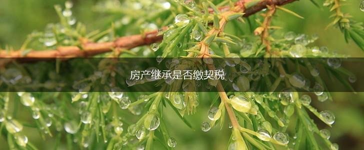 房产继承是否缴契税,第1张 房产继承是否缴契税,第1张