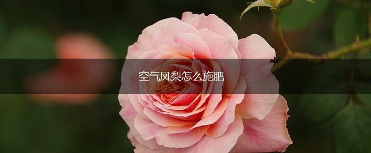 空气凤梨怎么施肥,第1张