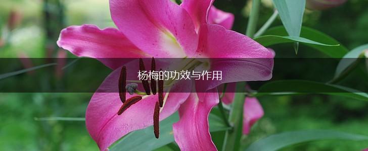 杨梅的功效与作用,第1张
