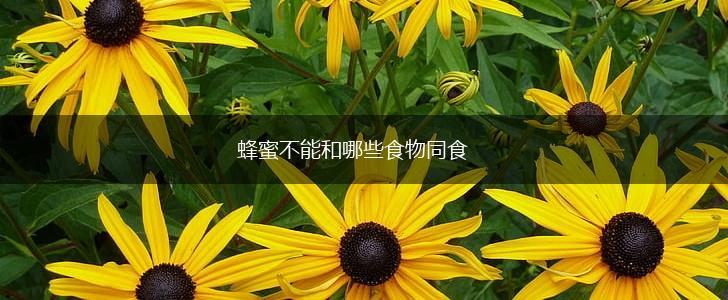蜂蜜不能和哪些食物同食,第1张