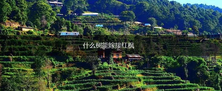 什么树能嫁接红枫,第1张