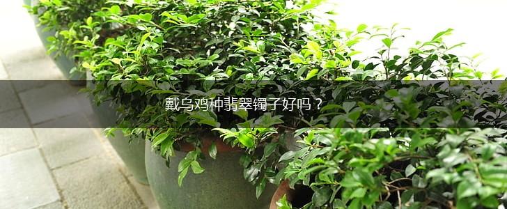 戴乌鸡种翡翠镯子好吗？,第1张