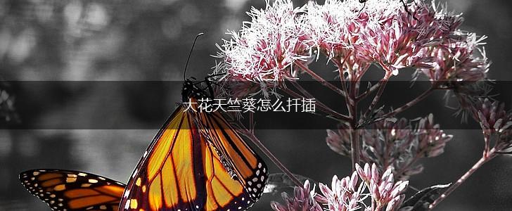 大花天竺葵怎么扦插,第1张