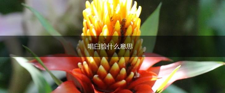 唱白脸什么意思,第1张