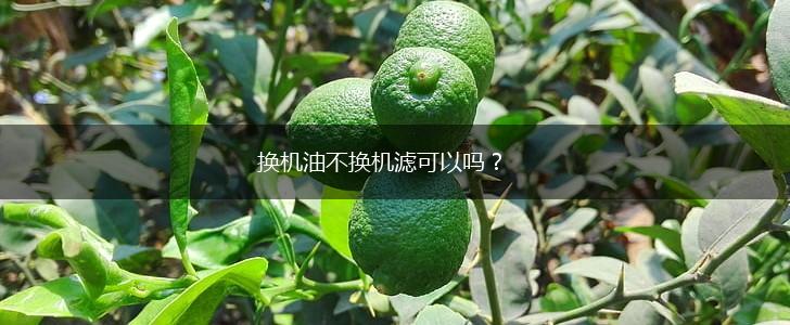 换机油不换机滤可以吗？,第1张