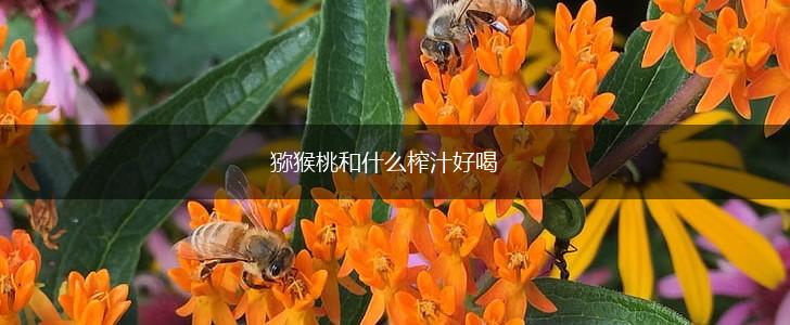 猕猴桃和什么榨汁好喝,第1张