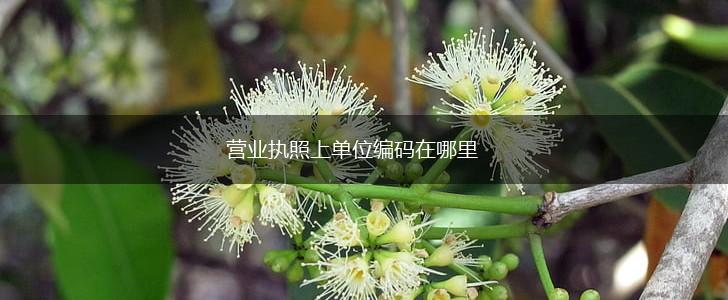 营业执照上单位编码在哪里,第1张
