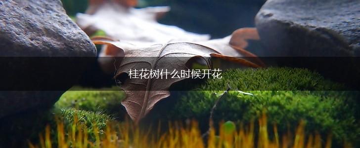 桂花树什么时候开花,第1张