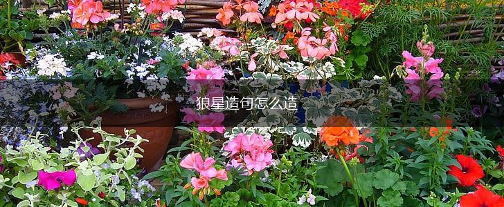 狼星造句怎么造,第1张