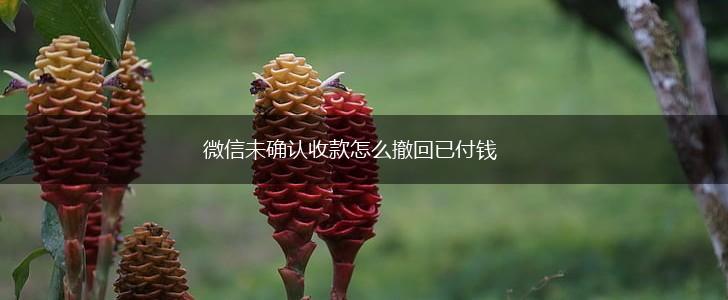 微信未确认收款怎么撤回已付钱,第1张 微信未确认收款怎么撤回已付钱,第1张