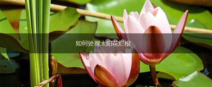 如何处理太阳花烂根,第1张