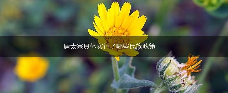唐太宗具体实行了哪些民族政策,第1张