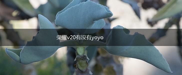 荣耀v20有没有yoyo,第1张