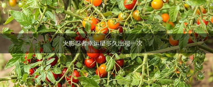 火影忍者幸运星多久出现一次,第1张