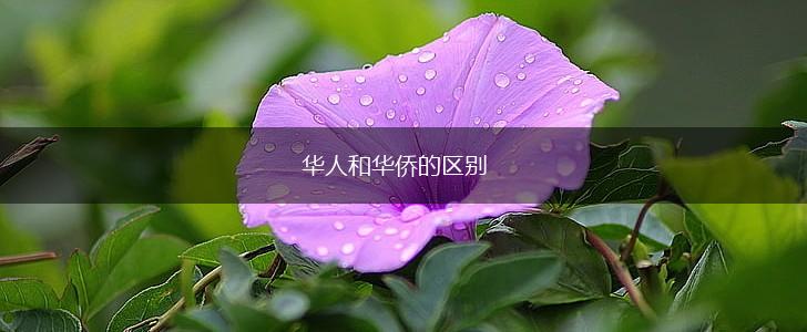 华人和华侨的区别,第1张