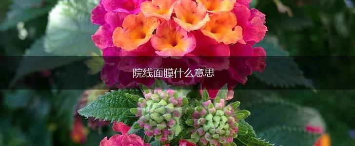 院线面膜什么意思,第1张
