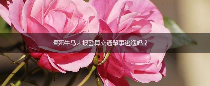撞死牛马未报警算交通肇事逃逸吗?,第1张 撞死牛马未报警算交通肇事逃逸吗?,第1张