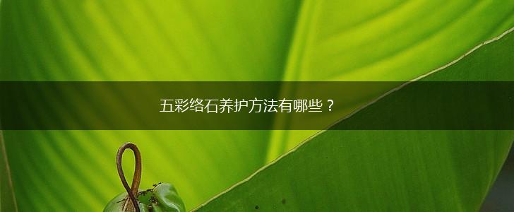 五彩络石养护方法有哪些？,第1张