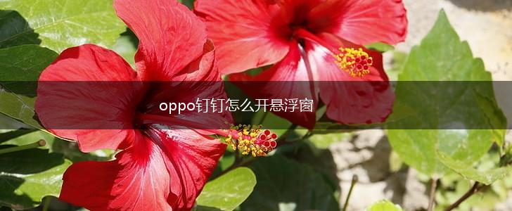 oppo钉钉怎么开悬浮窗,第1张