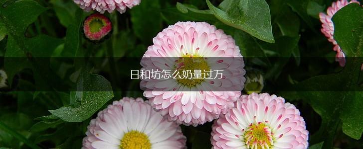 日和坊怎么奶量过万,第1张