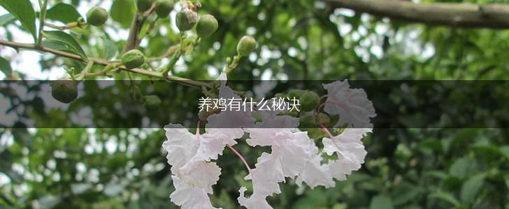 养鸡有什么秘诀,第1张