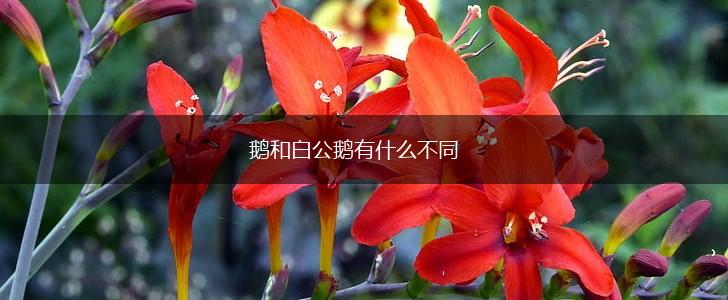 鹅和白公鹅有什么不同,第1张