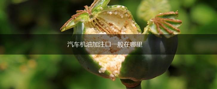汽车机油加注口一般在哪里,第1张