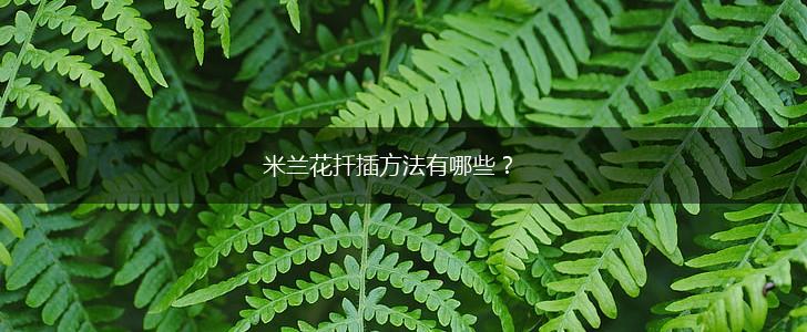 米兰花扦插方法有哪些？,第1张