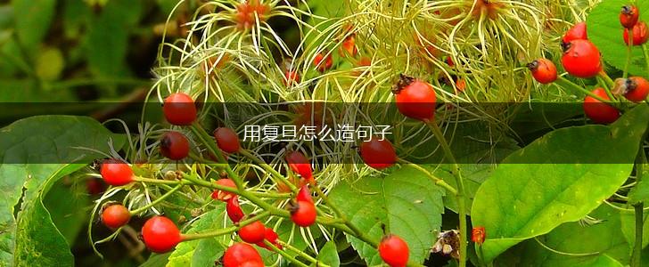 用复旦怎么造句子,第1张