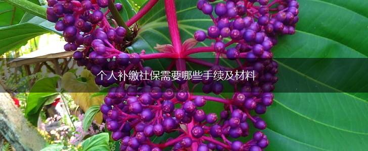 个人补缴社保需要哪些手续及材料,第1张