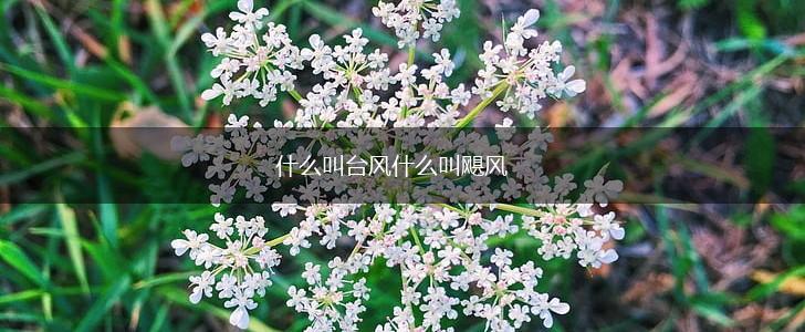 什么叫台风什么叫飓风,第1张