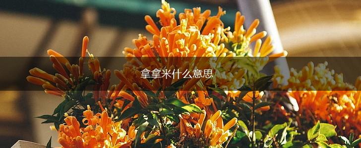 拿拿米什么意思,第1张