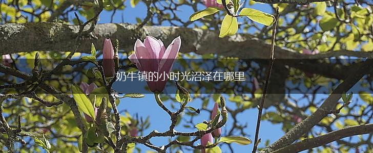 奶牛镇的小时光沼泽在哪里,第1张