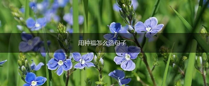 用种福怎么造句子,第1张